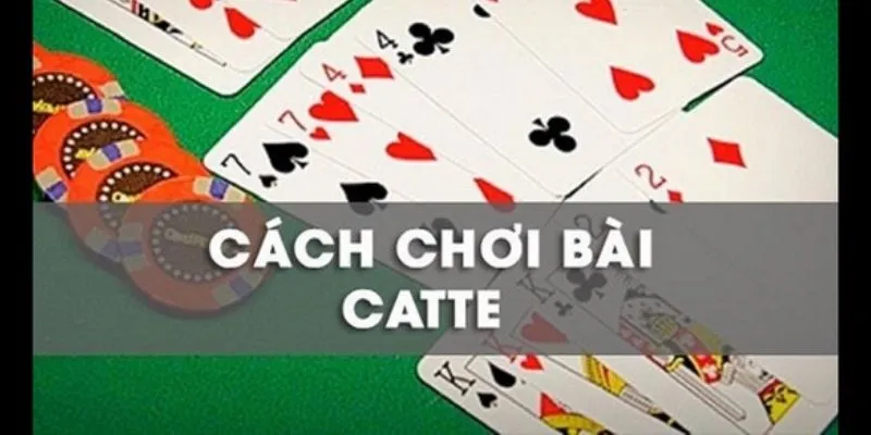 Catte cach choi